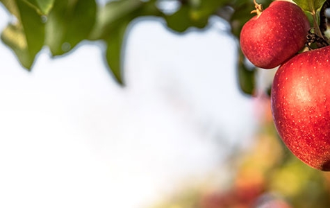 Job Header Image