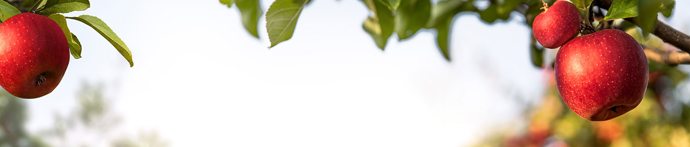Job Header Image