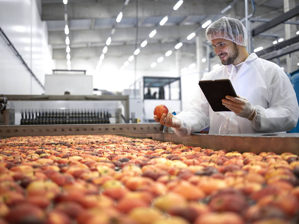Junger Mann inspiziert Äpfel in der Produktion