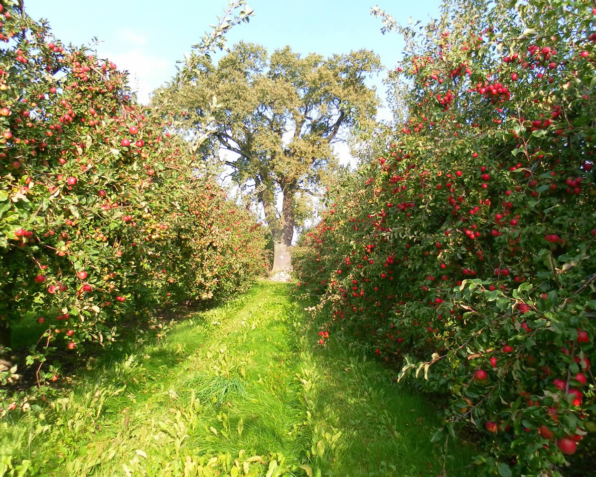 Ein Apfelgarten mit Reihen von Bäumen