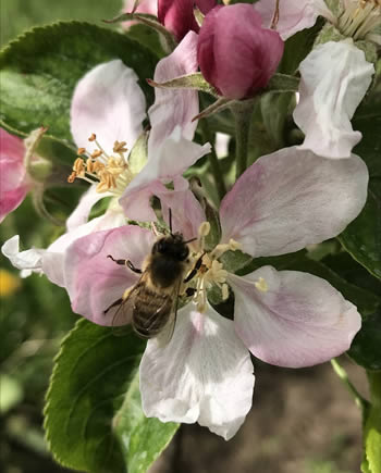 Eine Biene auf einer Apfelblüte