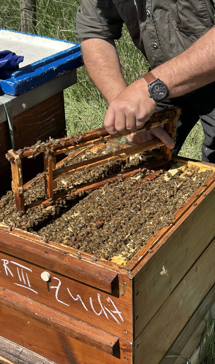 Person zieht eine Wabe aus einem Bienenstock heraus