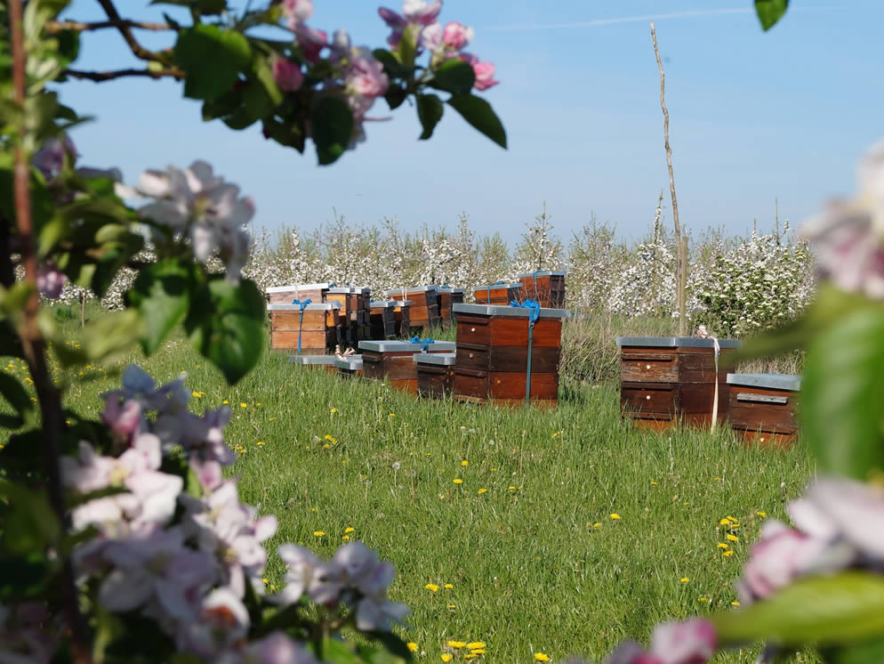 Mehrere Holzbienenstöcke auf einer grünen Wiese