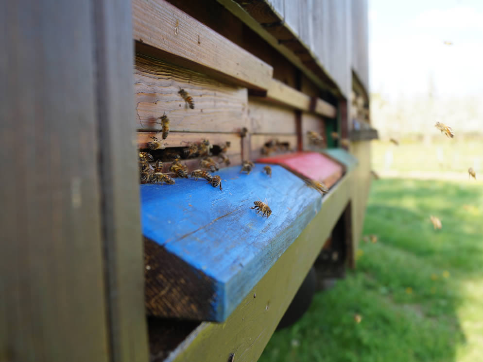 Nahaufnahme von Bienen die um ihren Bienenstock fliegen