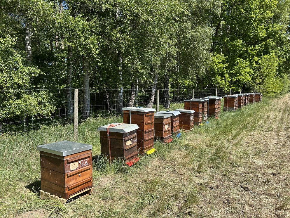 Mehrere Holzbienenstöcke auf einer grünen Wiese