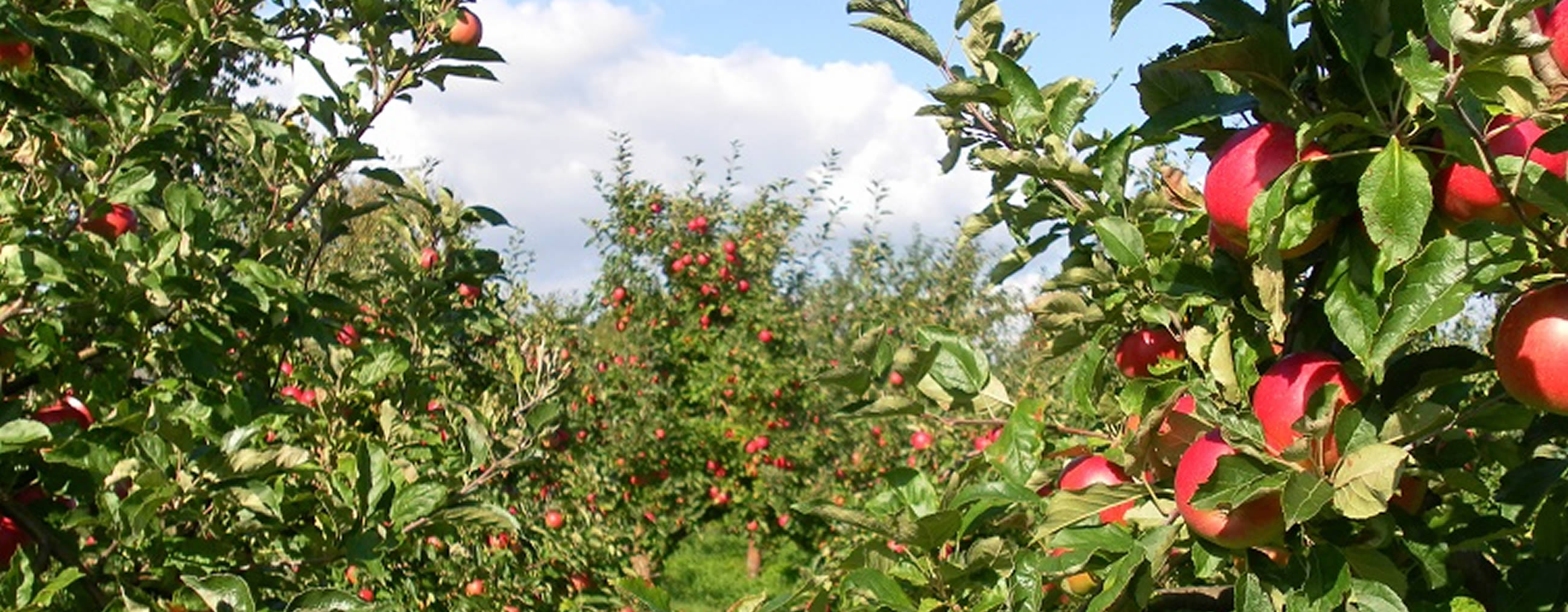 Apfelbäume auf der Apfelplantage