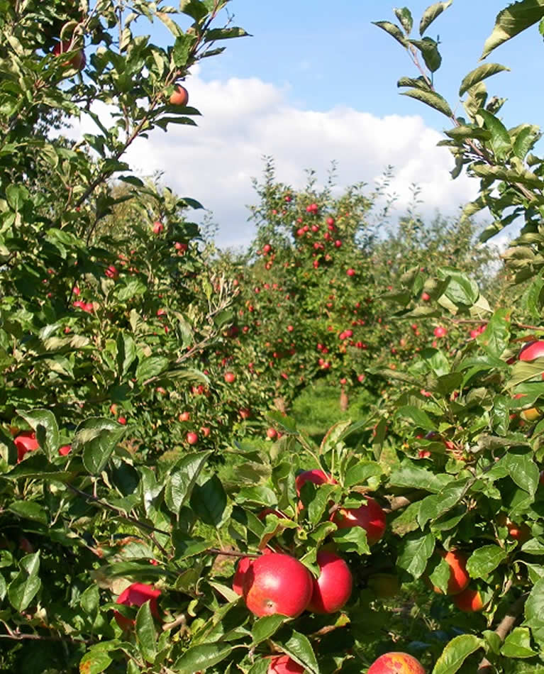 Apfelbäume auf der Apfelplantage