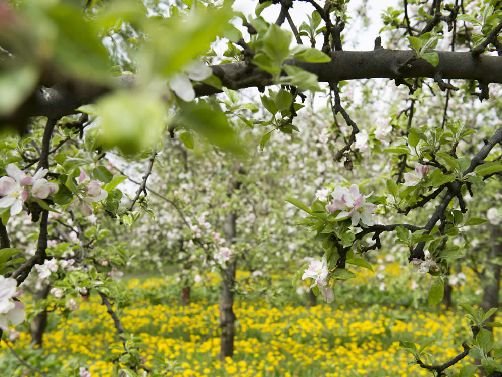 Apfelplantagen in Dodow
